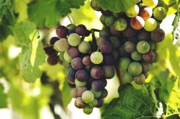 הקפאת ענבים