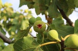 לאכלה ולא להפסד