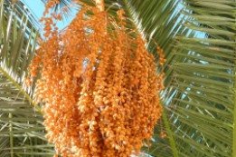 הפרשת תרו"מ מתמרים שנקנו מגוי כשהם מחוברים למכבדת שלהם 