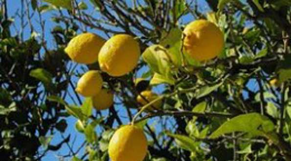 שייכות פירות הלימון שעל העץ לשנים שונות