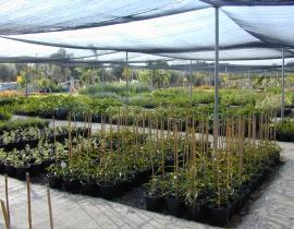 ביכורים חשוון תשע"ו