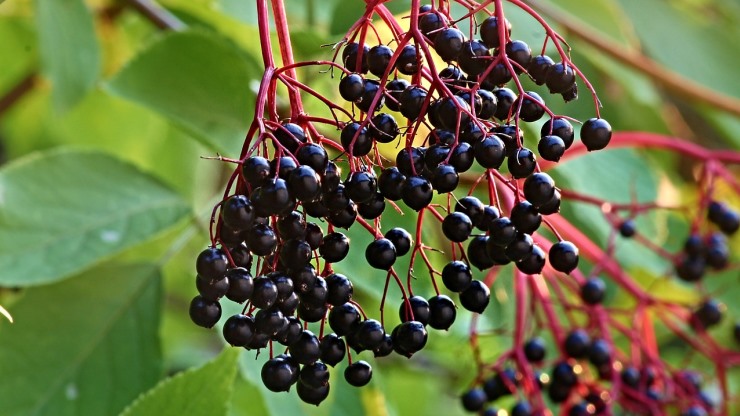 ערלה בגדר חיה