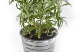 שתילים במוצאי שביעית