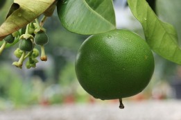 מעשר בפירות החונטים במוצאי שביעית