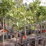 סרטון- מניית שנות ערלה לעצים שנרכשו ממשתלה