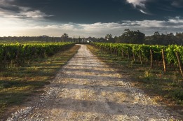הבאת בכורים ממשקים - חלק א'