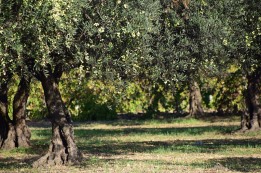 בכורים מאילן הסמוך למיצר - חלק ב'