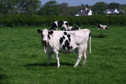 בעלי החיים לפני מתן תורה