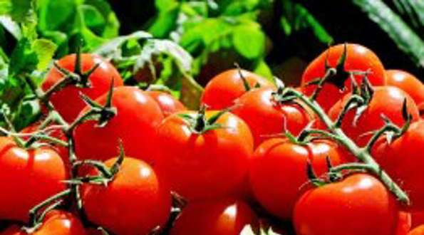הפרשת תרומות ומעשרות בעגבניות לזרע - חלק א'