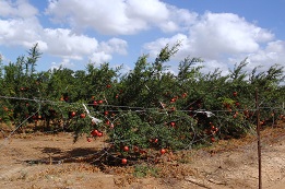 דילול פירות במטעים