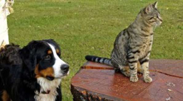 שיטה חדשה מעקרת חתולים וכלבים ללא סירוס כירורגי
