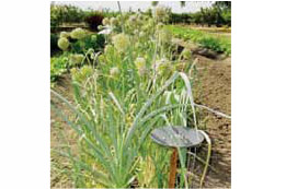 כרשה, כרתי, קפלוטות