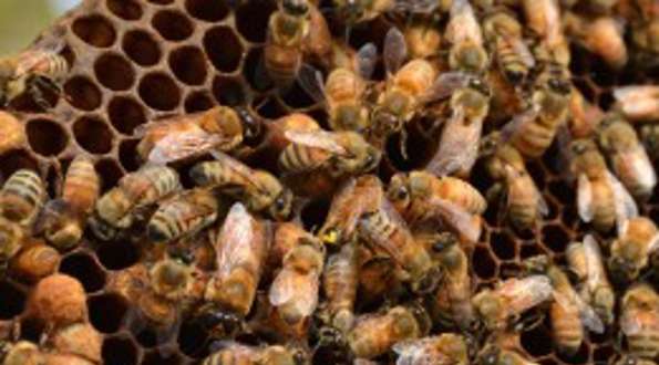 משנה וארץ: כוורת דבורים כקרקע?