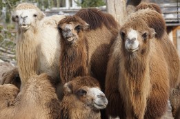 על יהדות וכלכלה בפרשת לך לך