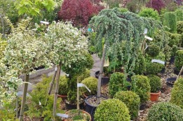 לראשונה בישראל: משתלה עם פיקוח הלכתי לכלאיים וערלה