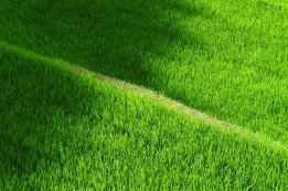 מגמה ירוקה ואתגרים חדשים