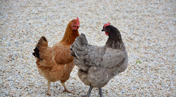 פולמוס התרנגול: מכון התורה והארץ הכשיר את 'תרנגול הבראקל'