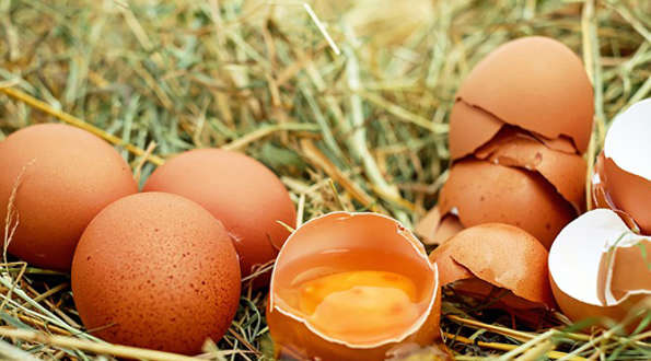 כשרות ביצים מוזרות ומרוקמות – מציאות הלכתית שכיחה