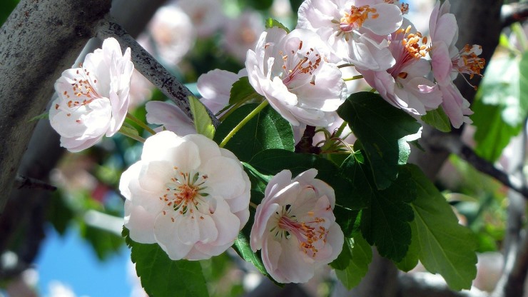 הרכבה בעצי נוי – המצב הקיים ומגמות עתידיות