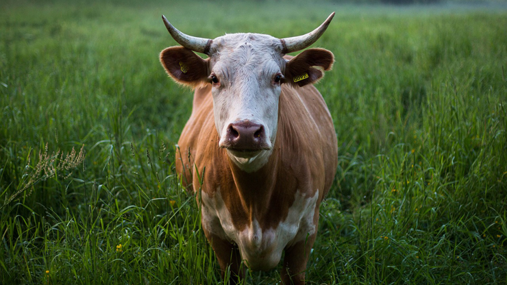 טופס מכירת מבכירות