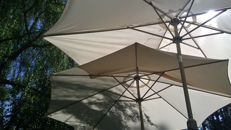 הוצאת ציליה מהחצר לרשות הרבים