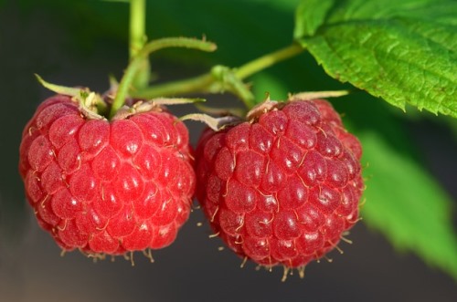 ערלה בצמח הפטל