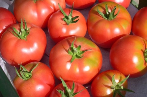 הפרשת תרומות ומעשרות מזרעי עגבניות