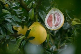 Honey Pomelo 2215031 640