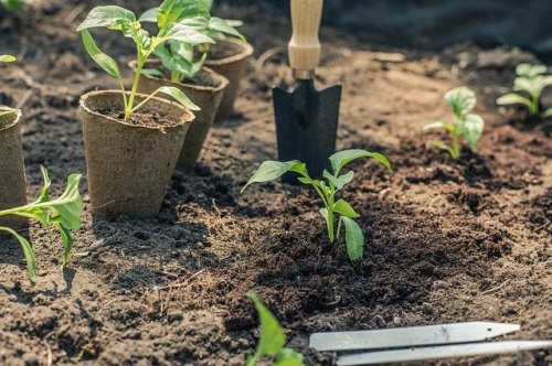 לקסיקון מושגי ערלה