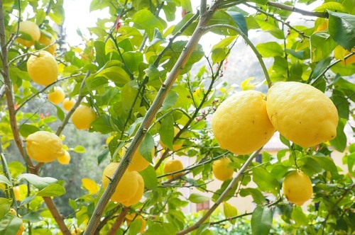 דף מידע בנושא כלאיים