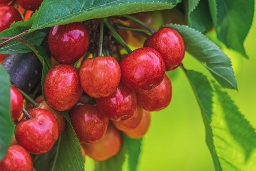 לקסיקון מושגי כלאיים