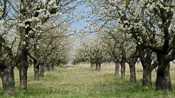 ברכת האילנות