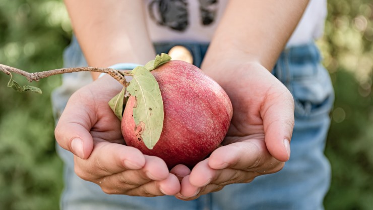 שנת שבתון יהיה לארץ ולנפש - שיעור 2