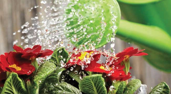 רשימת פעולות חקלאיות - גינוניות בשנת השמיטה