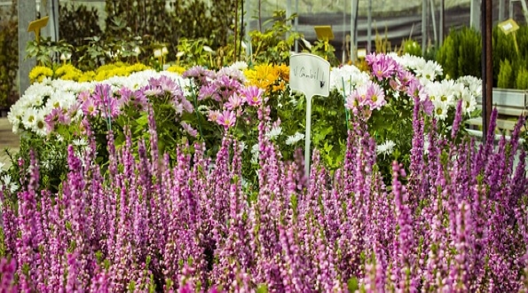 מידע מקצועי לערב שמיטה