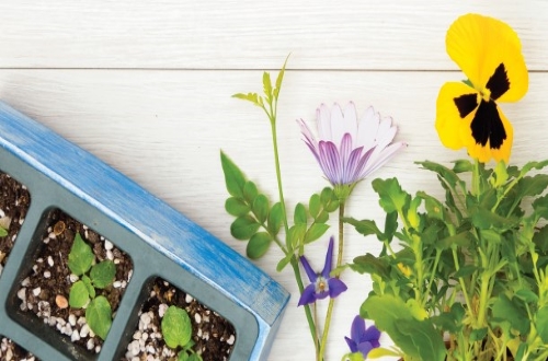 שמיטה על רגל אחת