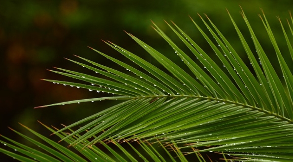 מניין שנות ערלה של חוטרי דקל שעברו 'אירגוז'