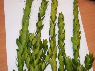 הנחיות לגידול הדסים לארבעת המינים