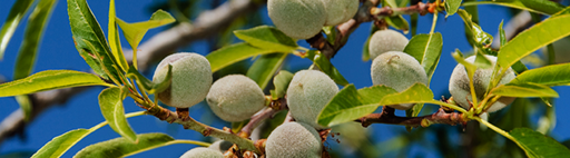 הלכות תרומות ומעשרות