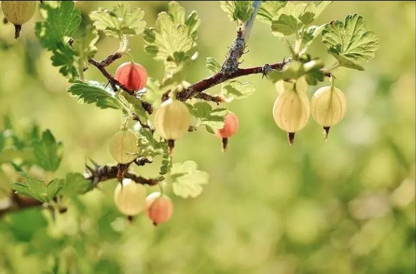 הכנס השנתי- ט"ו בשבט תשפ"ד