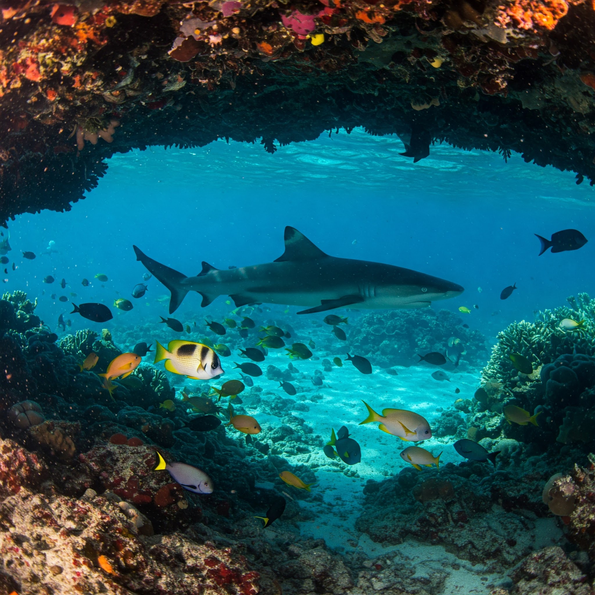 י"ג אב: הרב מרדכי בָּנֶט - סימני כשרות בדגים 