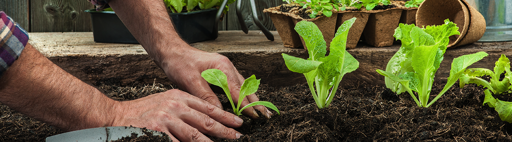 הלכות כלאיים