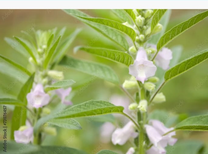 הפרשת תרומות ומעשרות משומשום