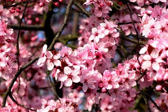 Almond Tree 1982539 640