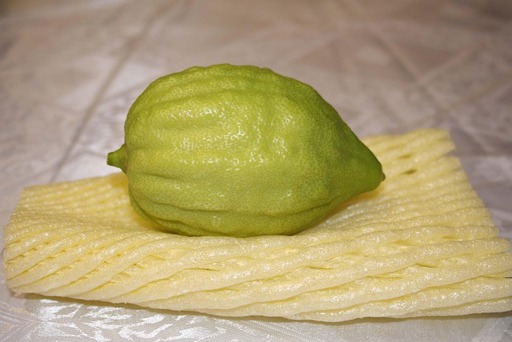 הלכות סוכות